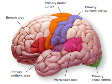 Diagram of a brain